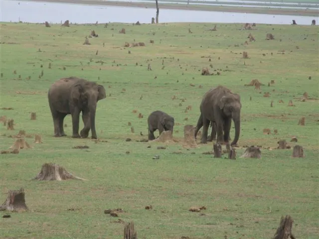 3-elephants_2628053446_o