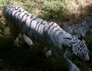 3whitetiger