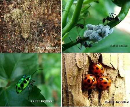 4.BIODIVERSITYS2007SLIDE-4