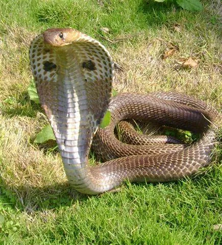4.SNAKECONFLICT2008SLIDE-4