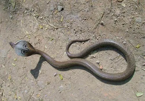 5.SNAKECONFLICT2008SLIDE-5