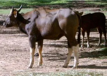 5bison