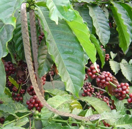 6.COFFEEFORESTS2007SLIDE-6