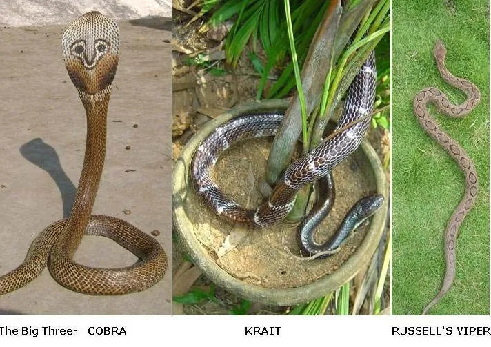 6.SNAKECONFLICT2008SLIDE-6