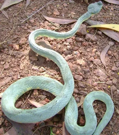67