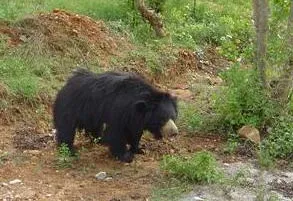 6bear