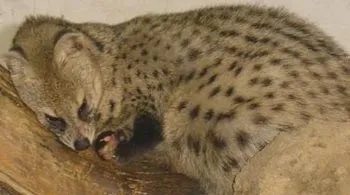 7spotted_cat