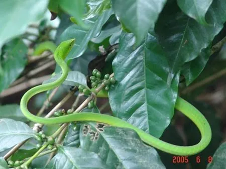 8.COFFEEFORESTS2007SLIDE-8