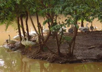 8islandbirds