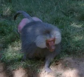 9monkey
