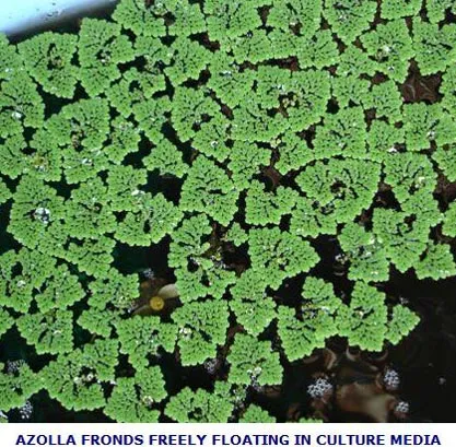 AZOLLA2006SLIDE-1