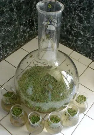 AZOLLA2006SLIDE-2
