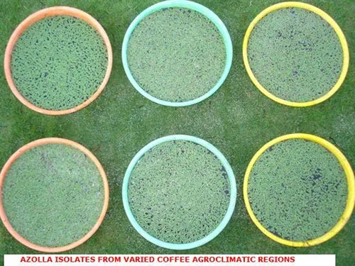 AZOLLA2006SLIDE-3