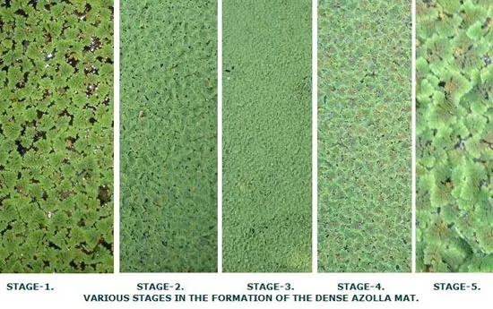 AZOLLA2006SLIDE-6