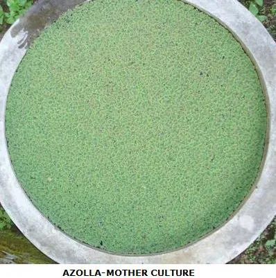 AZOLLA2006SLIDE-9