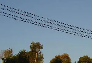 BIRDPOPULATION