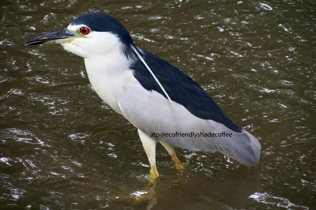 Black crowned Night Heron -1 (32)-10856898255