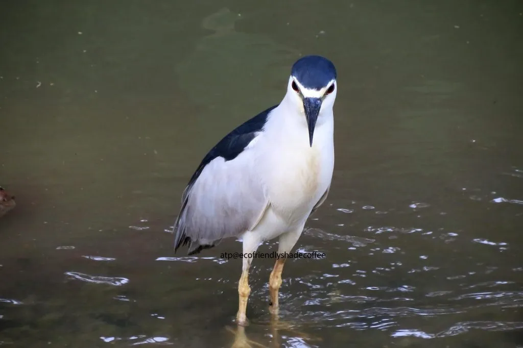 Black crowned Night Heron -1 (38)-10856948186