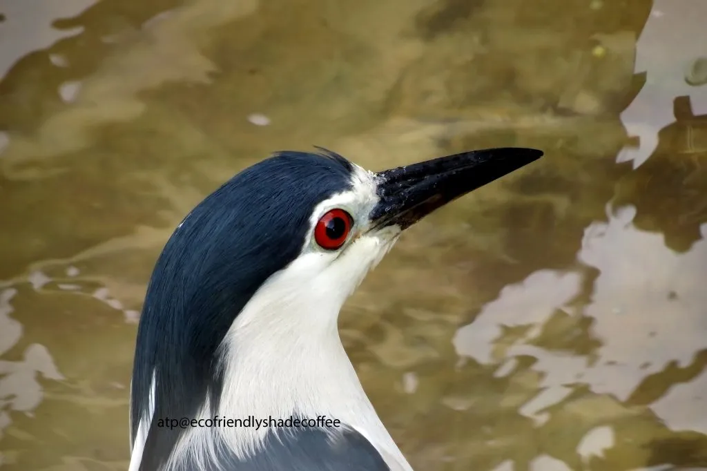 Black crowned Night Heron -1 (41)-10856941496