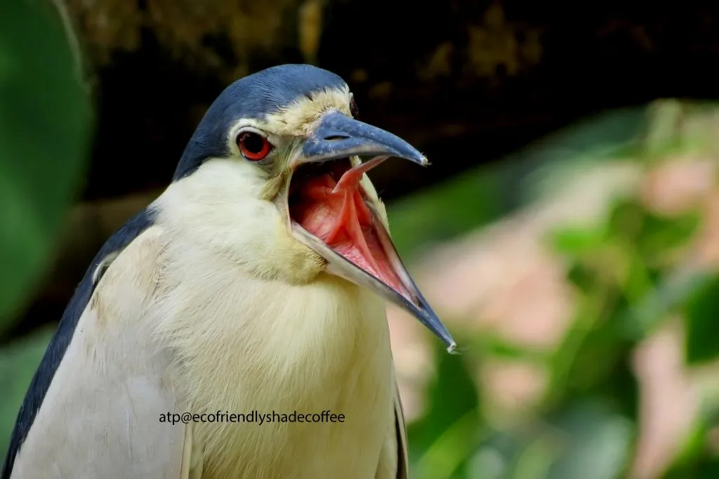 Black crowned Night Heron -1 (43)-10856938336