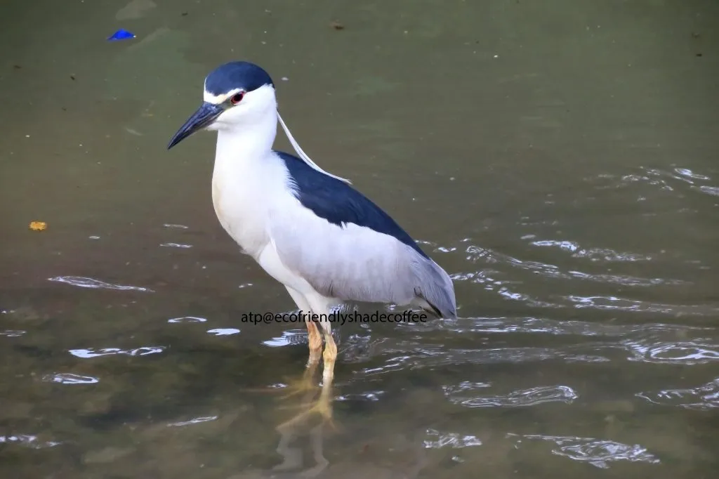 Black crowned Night Heron -1 (45)-10856935076