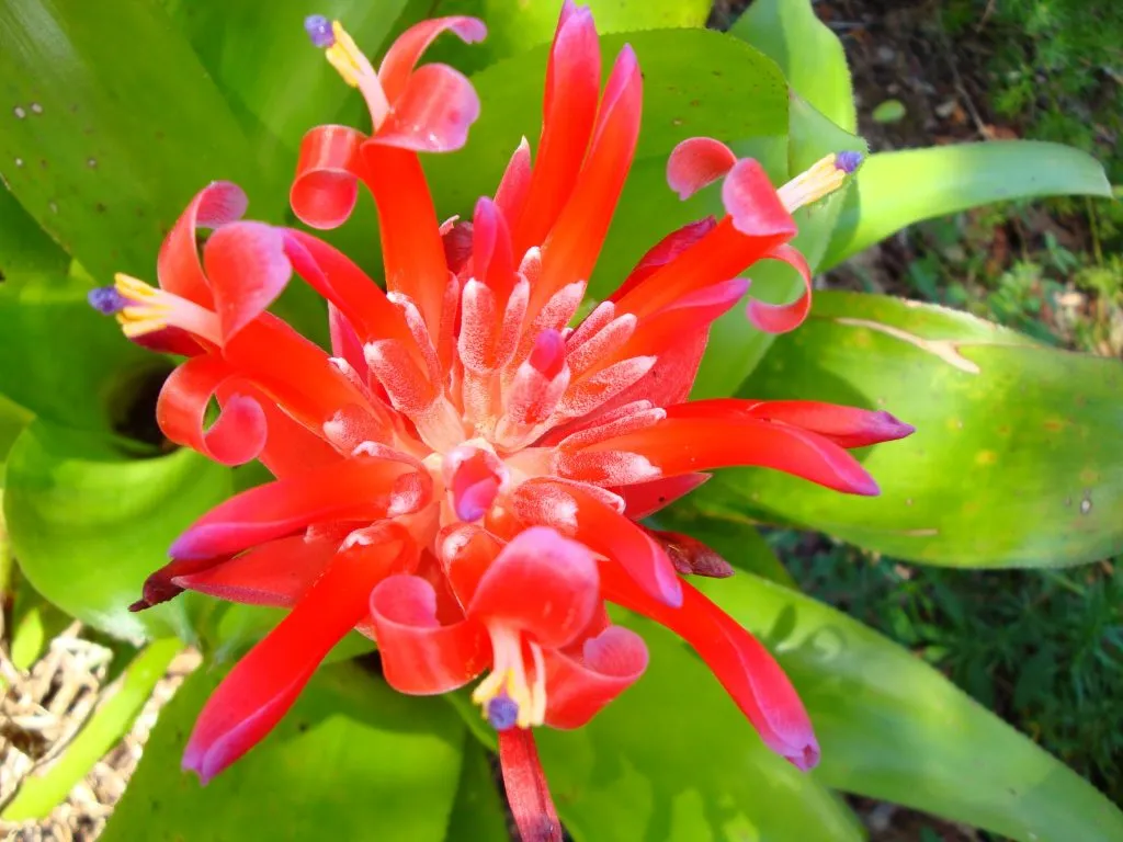 Bromeliad