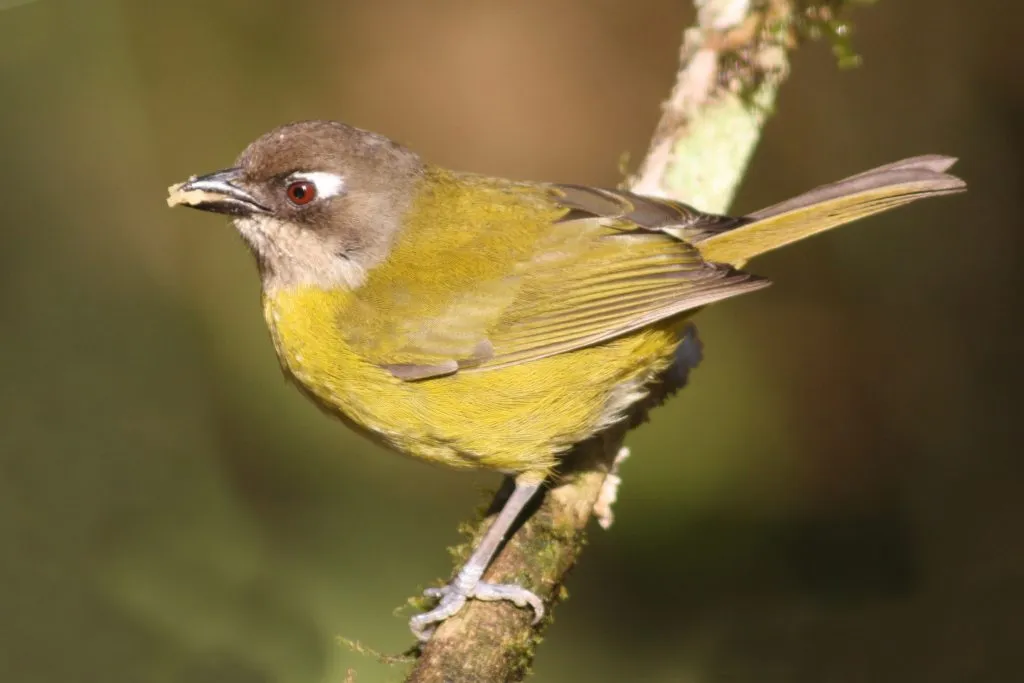 Common_bush_tanager