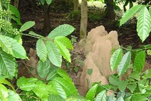 DSC02396_300