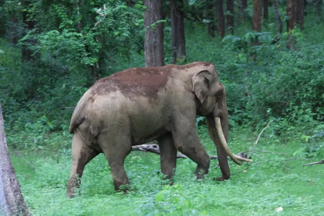 Dung1-650