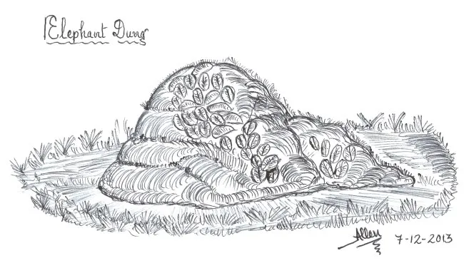Elephant-Dung650