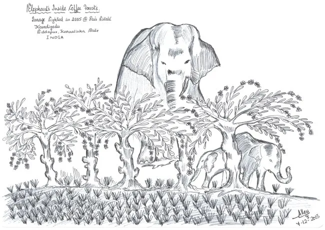 Elephant-Inside-Coffee-Forest650