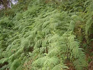 FERNS300