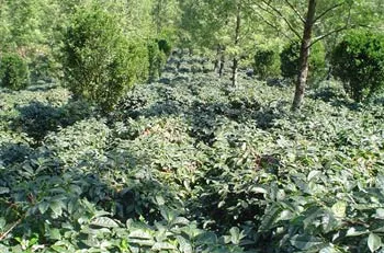 FERTNEEM2005SLIDE-1