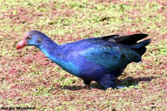 Purple Moor Hen in shade coffee slide-1-11951308396