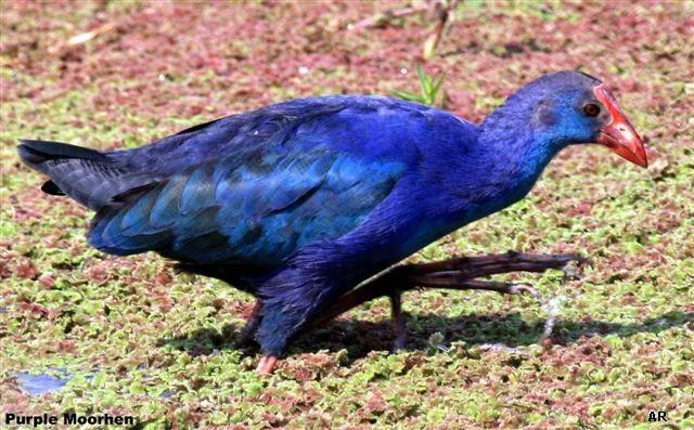 Purple Moor Hen in shade coffee slide-2-11950476605