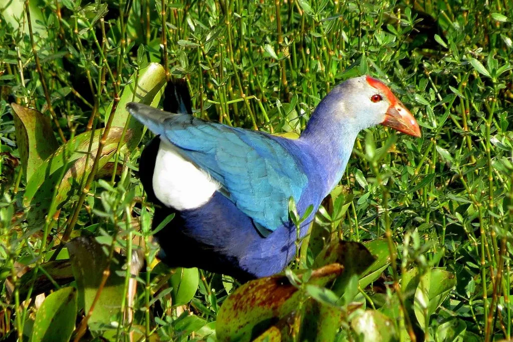 Purple Moor Hen in shade coffee slide-3-11950767943