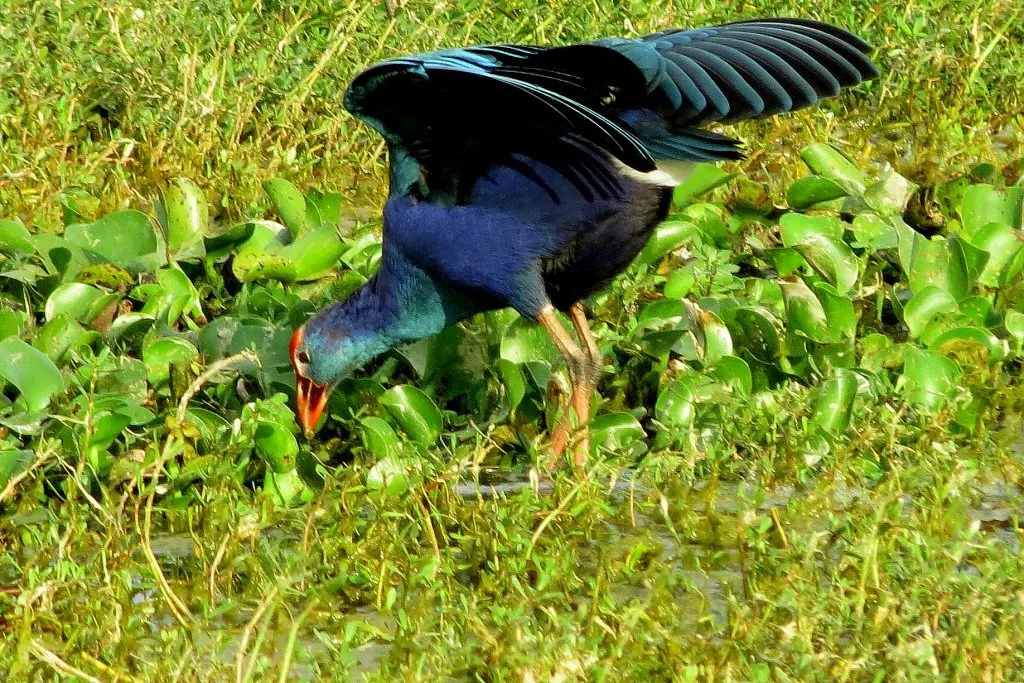 Purple Moor Hen in shade coffee slide-4-11950474655