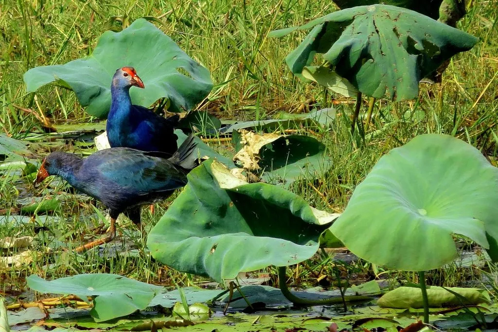 Purple Moor Hen in shade coffee slide-5-11951304776