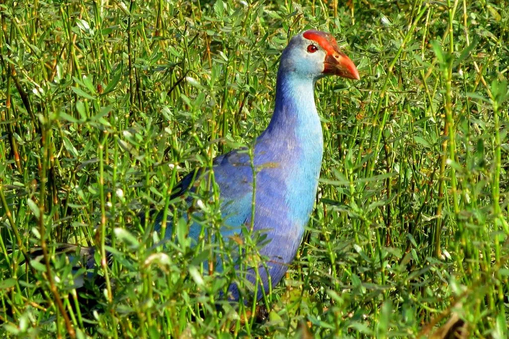 Purple Moor Hen in shade coffee slide-6-11950762663