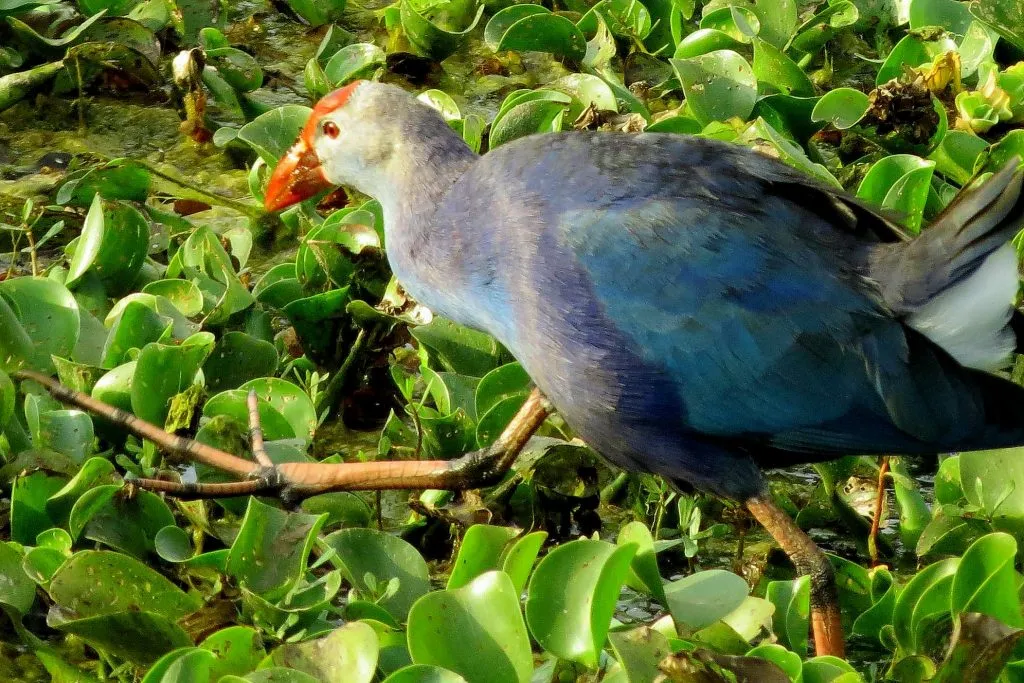 Purple Moor Hen in shade coffee slide-7-11950469355