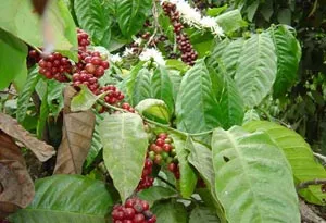 UNEVEN_RIPENING_FLOWERING