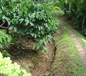 a300