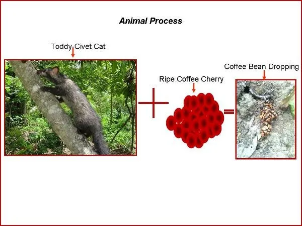 animal-process600