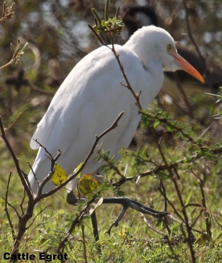 aquatic-birds-12_2711292588_o