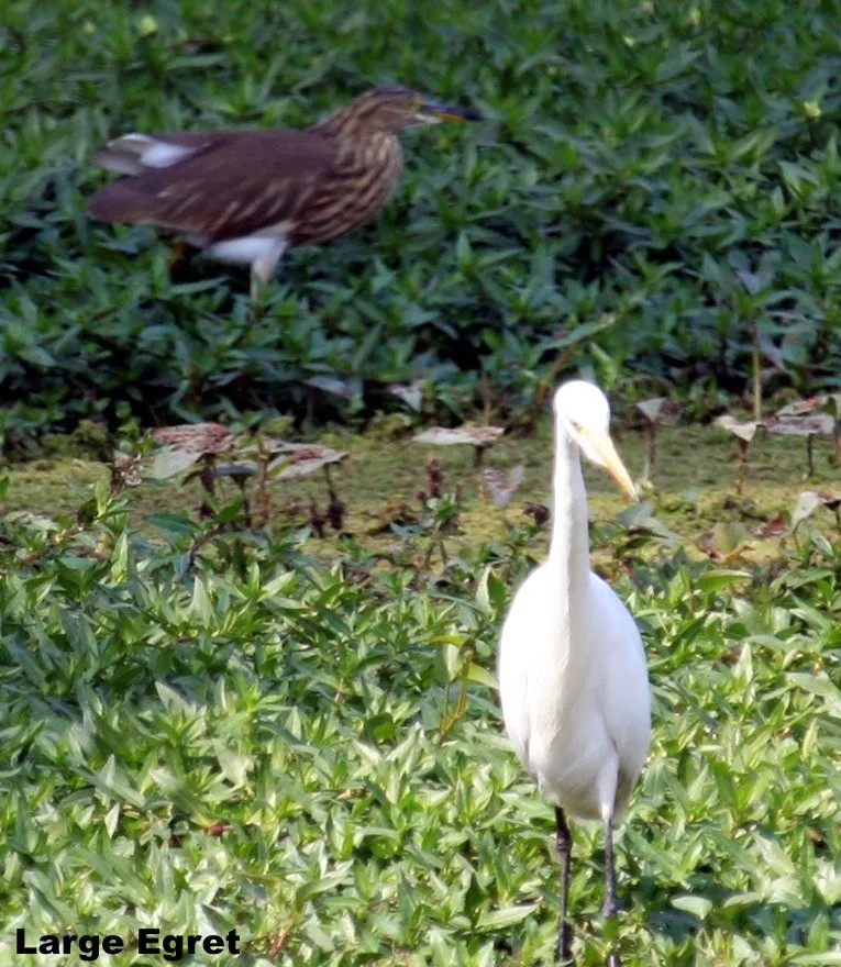 aquatic-birds-13_2710480919_o