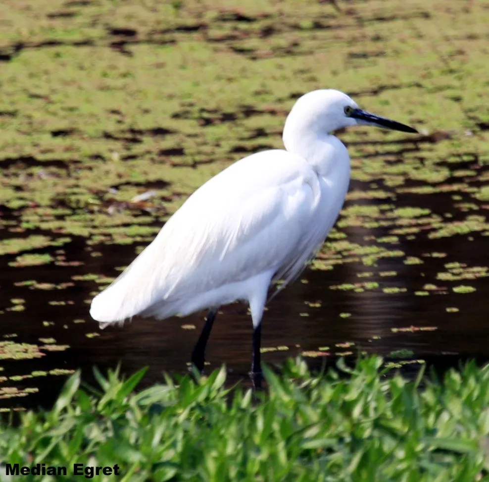 aquatic-birds-14_2710480709_o