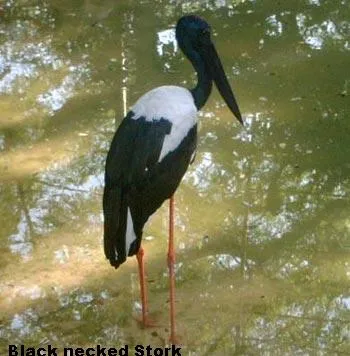 aquatic-birds-17_2710482139_o