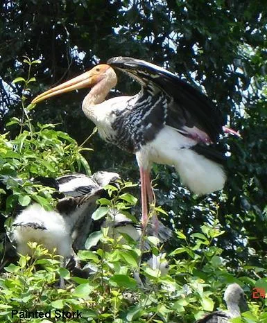 aquatic-birds-18_2711293672_o