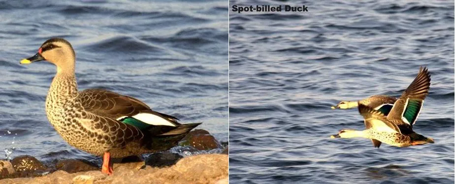 aquatic-birds-20_2710482363_o