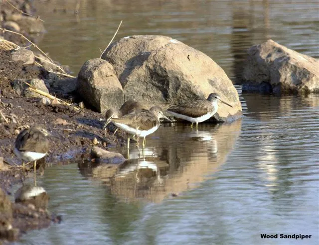 aquatic-birds-21_2710481703_o